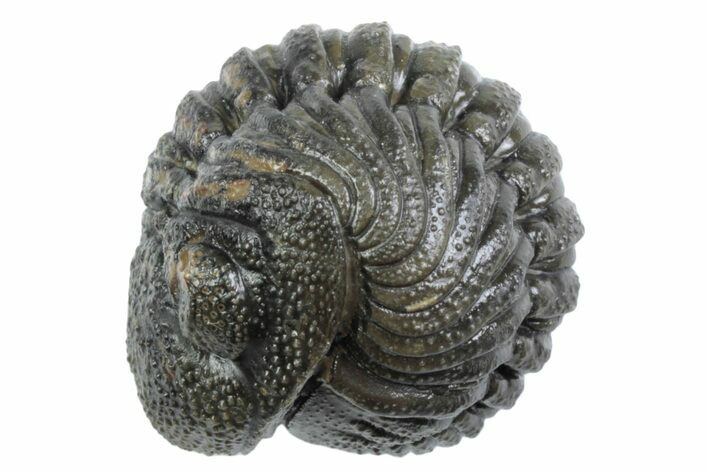 Wide, Bumpy Enrolled Morocops Trilobite - Morocco #383421